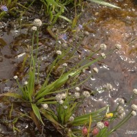 Eriocaulon thwaitesii Körn.